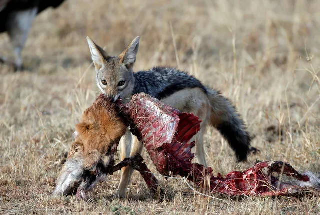 A jackal eats a dead animal in front of a vulture in Naboisho Conservancy adjacent to the Masai Mara National Reserve, Kenya September 16, 2016. (Photo by Goran Tomasevic/Reuters)