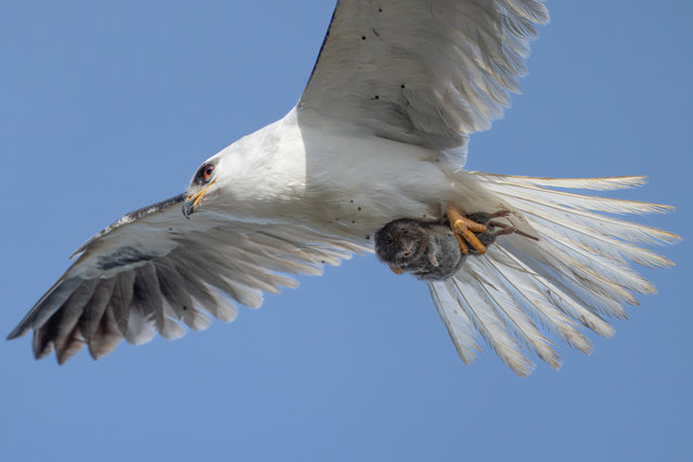 A vole looks surprised as it is carried away in the talons of a white-tailed kite in Mountain View, California, US in the first decade of July 2025. (Photo by Sha Lu/South West News Service)