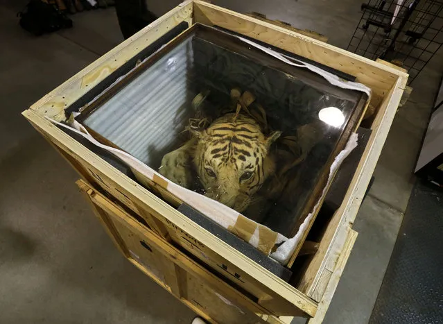 In this Tuesday, October 20, 2015, photo, a box containing a seized stuffed tiger head sits yet to be unpacked inside a warehouse at the U.S. Fish and Wildlife Service's National Wildlife Property Repository in Commerce City, Colo. There are an estimated 3,200 tigers left in the wild. (Photo by Brennan Linsley/AP Photo)