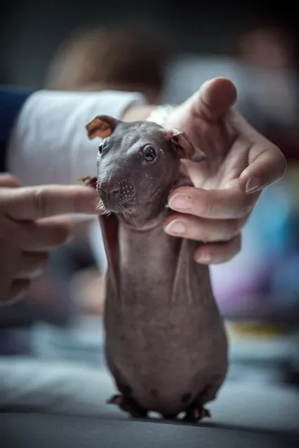 A hairless guinea pig called Mumps is presented at the international pet show in Lublin, Poland on March 10. 2013. (Photo by Wojciech Pacewicz/EPA)