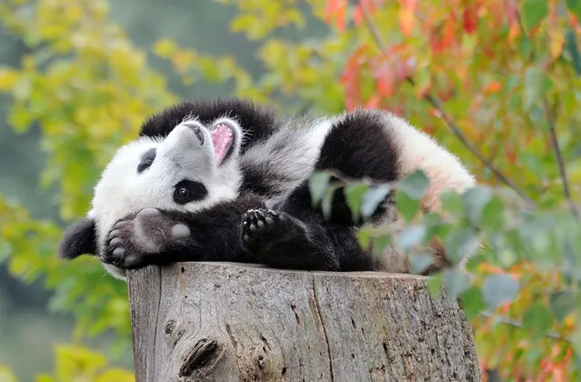 This is the adorable moment a baby panda was seen practising its morning stretches. Pictured posing on the top of a tree stump, the loveable bear is seen performing a variety of poses in an effort to wake itself up. Captured pointing its paws towards the sky, the panda then wriggled round to bring its legs to its head in an impressive feat of flexibility. (Photo by Josef Gelernter/Caters News)