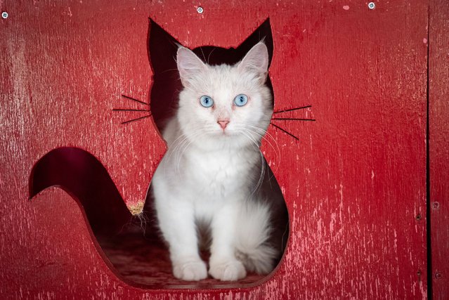 A Turkish Angora is seen in Ankara, Turkiye on August 06, 2025, as International Cat Day, launched by the International Fund for Animal Welfare (IFAW) in 2002 and celebrated annually on August 8, raises awareness about cat protection through various events. Worldwide, efforts continue to protect endangered wild cat species and maintain genetic purity in domestic breeds through controlled breeding programs. Among protected species is Turkiye's iconic Ankara (Turkish Angora) cat, known for its long, shiny fur and distinctive eye colors. The Ankara Cat Protection, Survival and Promotion Center at Ankara University Veterinary Faculty houses these cats in safe conditions, breeds them through careful pairing, and helps them find new homes. (Photo by Betul Abali/Anadolu via Getty Images)