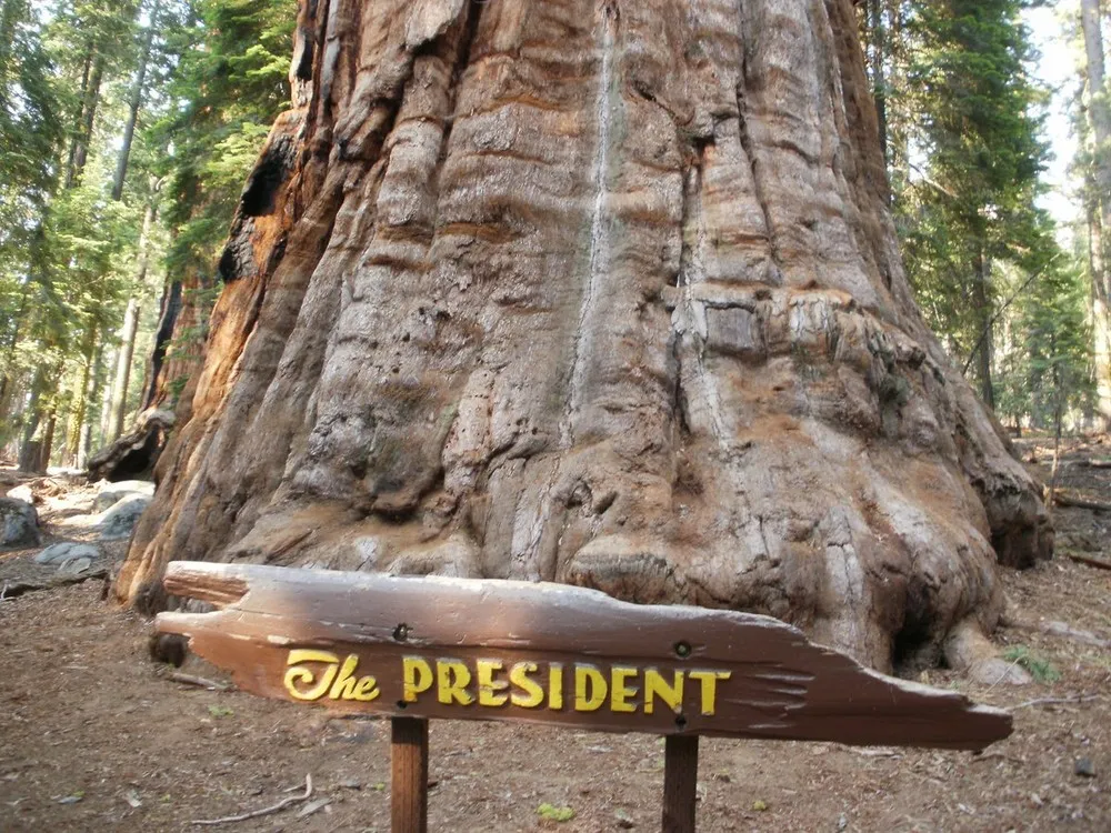 Tree “The President”
