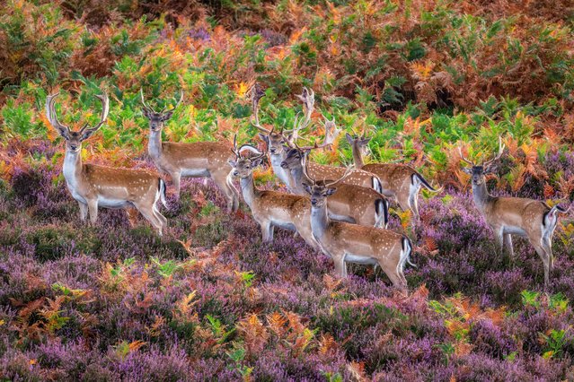 New Forest fallow deer amongst the heather near Lyndhurst in Hampshire, UK on August 27, 2025. Though not native to the forest, they have been there since Norman times. (Photo by Hang Ross/Picture Exclusive)