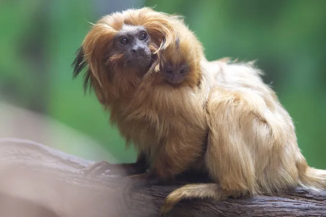 A golden lion tamarin monkey holds its newly born baby at a zoo in Jerusalem, Thursday, March 22, 2018. Golden lion tamarins are among the rarest animals in the world, according to the World Wildlife Fund. It is listed as endangered according to the International Union for Conservation of Nature. (Photo by Sebastian Scheiner/AP Photo)
