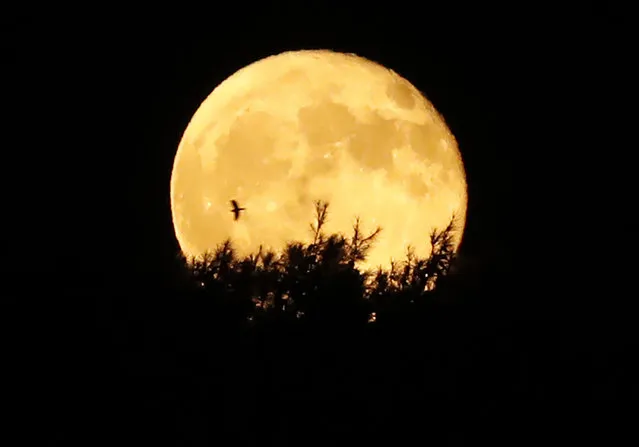 The silhouette of a tree and a bird are seen against a full moon in the city of Jerusalem on September 17, 2016. (Photo by Thomas Coex/AFP Photo)