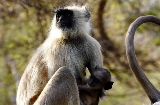 Langur Monkeys in Deer Park on “World Wildlife Day” in Pushkar, India on March 03, 2023. (Photo by Stringer/Anadolu Agency via Getty Images)