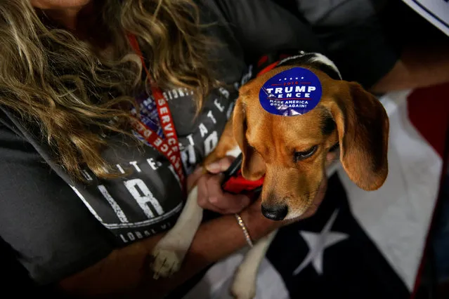 A dog wears a campaign sticker as supporters gather to rally with Republican presidential nominee Donald Trump in Colorado Springs, Colorado, U.S. October 18, 2016. (Photo by Jonathan Ernst/Reuters)
