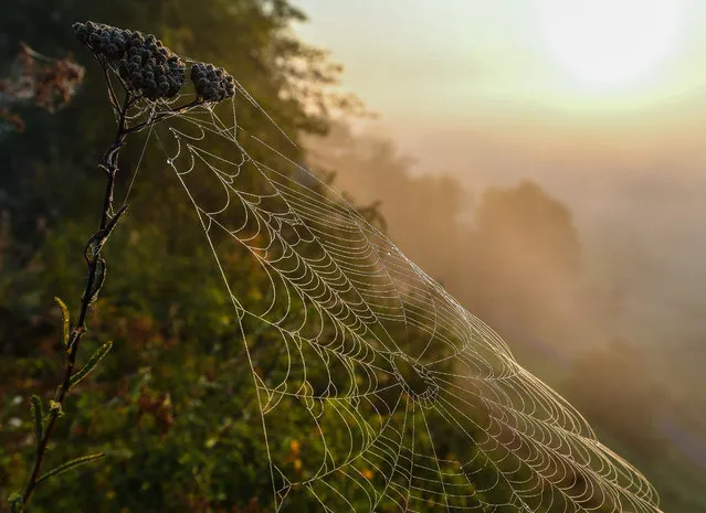 A spider's web moistened by morning mist glitters in the light of the risintg sun near Lebus, Germany, 19 August 2016 morning. (Photo by Patrick Pleul/EPA)
