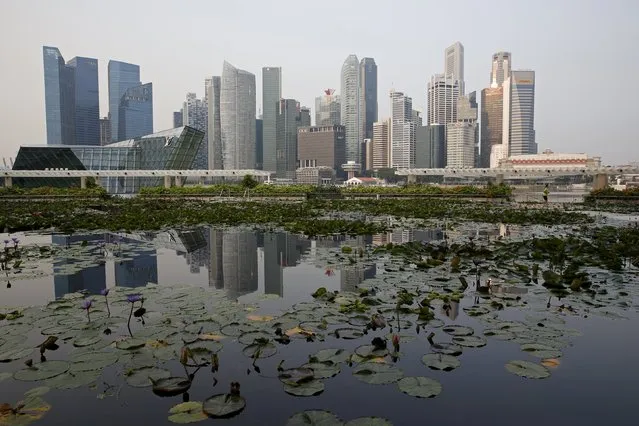 The central business district is reflected in a pond of water lilies along Marina Bay in Singapore November 5, 2015. (Photo by Edgar Su/Reuters)
