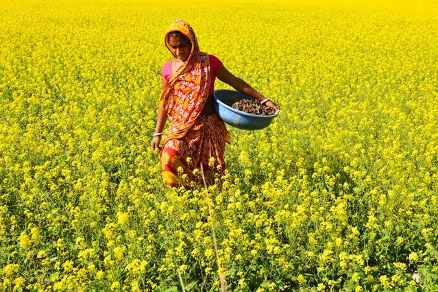 A woman walks through a mustard field in Murkata village in Morigaon district, some 45km from Guwahati, the capital city of India's northeastern state of Assam, on December 23, 2020. (Photo by Biju Boro/AFP Photo)