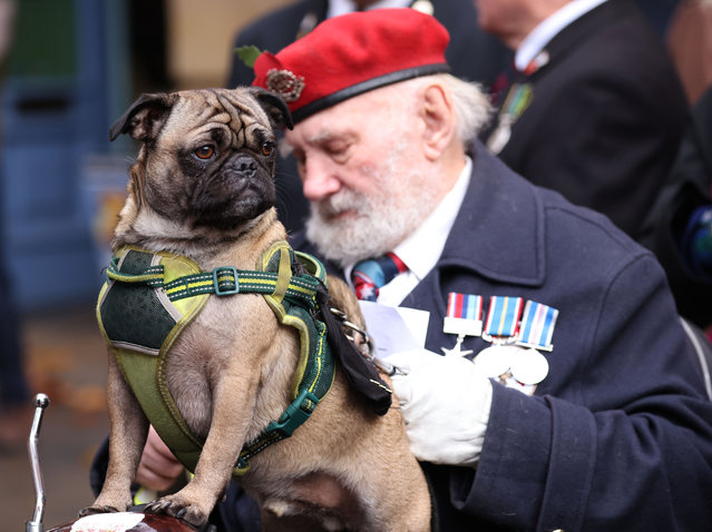 A veteran with his dog as former and active service men and women and the public observed two minutes’ silence at the war memorial in Peterborough, Cambridgeshire, UK at 11am on November 11, 2025. (Photo by Paul Marriott)