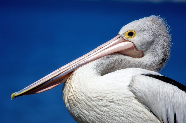 This photo taken on November 7, 2025, shows a pelican resting along the Swan River in Perth, Western Australia. (Photo by Antony Dickson/AFP Photo)