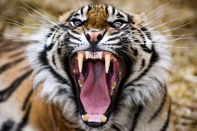 Dharma the Sumatran tiger yawns as members of the public return to Edinburgh Zoo as it opens for the first time following the easing of Scottish Governments lockdown restrictions on June 29, 2020 in Edinburgh, Scotland. Outdoor visitor attractions in Scotland have reopened along with many non-essential retailers after more than three months in lockdown, as Scotland moves into phase 2 of its “route map” for easing coronavirus restrictions. (Photo by Jeff J. Mitchell/Getty Images)