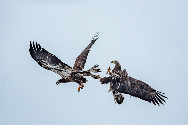 Two American Bald Eagles engage with one another over a territorial dispute just after sunrise following a heavy snowfall at the Oxbow Nature Conservancy in Lawrenceburg, Indiana, on December 2, 2025. (Photo by Jason Whitman/NurPhoto/Rex Features/Shutterstock)