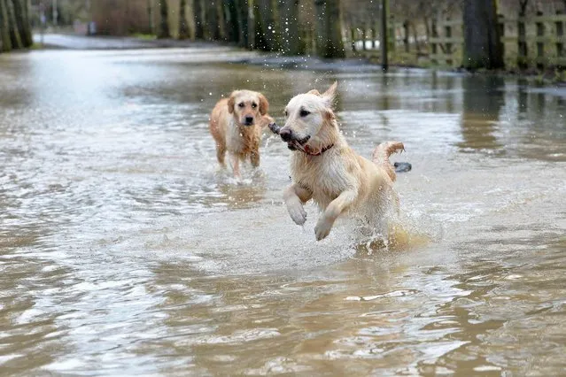 Golden Retrievers Ella and Kwin play in flood water caused by Storm Christoph on a closed road in Aylestone in Leicester, United Kingdom on January 19, 2021. (Photo by Alex Hannam/Alamy Live News)