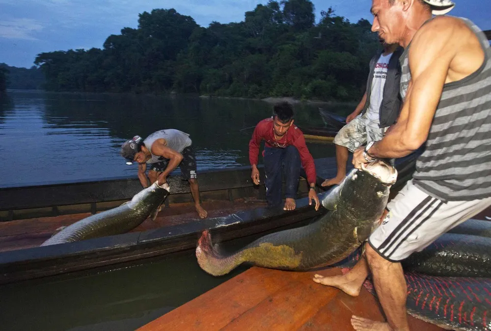 Villagers of Brazil’s Amazon Rainforest is Catching the Pirarucus which is Considered a Living Fossil