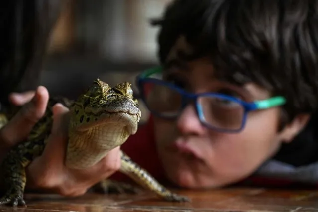 Gabriel de Oliveira attends a therapy session with reptiles at the Walking Equotherapy Clinic in Sao Paulo, Brazil, on May 30, 2023. In this clinic, patients with autism and other disorders receive an atypical reptile treatment that helps them to relax and improve, for example, their communication skills. (Photo by Nelson Almeida/AFP Photo)