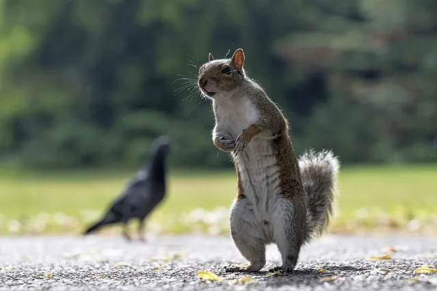 A squirrel and a pigeon are seen at Valentines Park in London, United Kingdom on June 24, 2023. (Photo by Rasid Necati Aslim/Anadolu Agency via Getty Images)