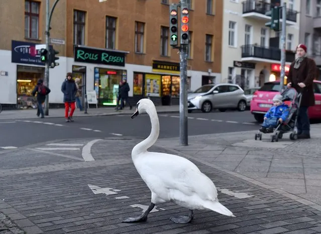 A swan walks at a crossroads controlled by traffic lights after landing in the Kreuzberg neighborhood of Berlin, Germany, 04 February 2015. (Photo by Jens Kalaene/EPA)
