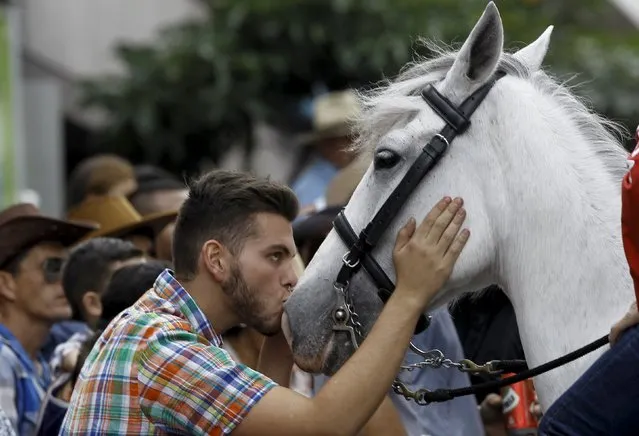 A man kisses a horse during a traditional horse parade through the streets of San Jose, Costa Rica December 26, 2015. (Photo by Juan Carlos Ulate/Reuters)
