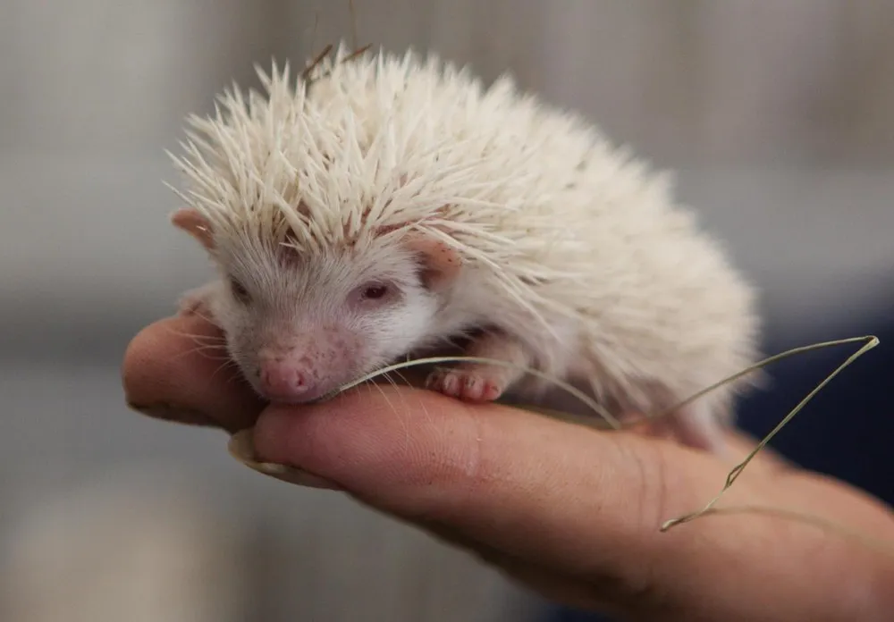 Rare Albino Hedgehogs Babies in a Private Zoo in Moscow