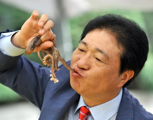 A South Korean man eats a live octopus during an event to promote a local food festival in Seoul on September 12, 2013. (Photo by Jung Yeon-Je/AFP Photo)