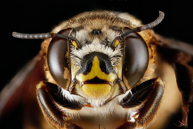 Centris fasciata, Cuba. (Photo and caption by Sam Droege/USGS Bee Inventory and Monitoring Lab)