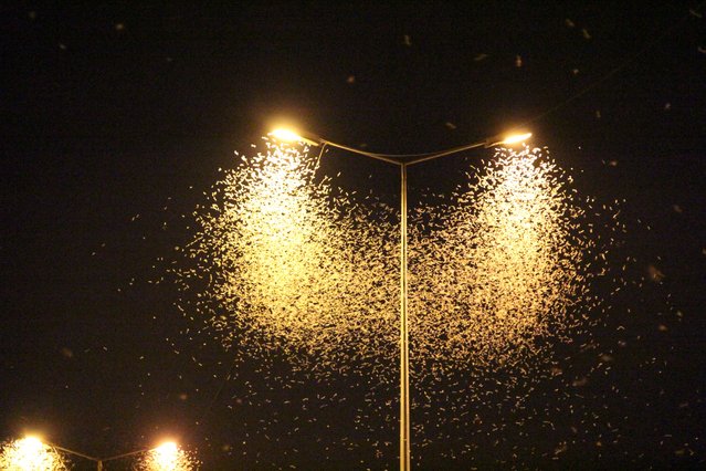 Thousands of mayflies have come together around power poles and dance around them in Sakarya, Turkiye on August 16, 2023. Many died on the day when they left the river. Footage shows a number of dead mayflies on the road where drivers had difficulties due to skid hazard. Mayflies are known for their extremely short life spans and appearance in large numbers during the summer months. They live most of their lives near wetlands, and after their mating flight, mayflies are usually dead by the end of the day. (Photo by Onur Orhan/Anadolu Agency via Getty Images)