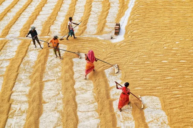 Workers raking rice out to dry in the sun create mesmerising patterns in a paddy field in Habra in west Bengal, India in the last decade of September 2023. (Photo by Dibakar Roy/Solent News)