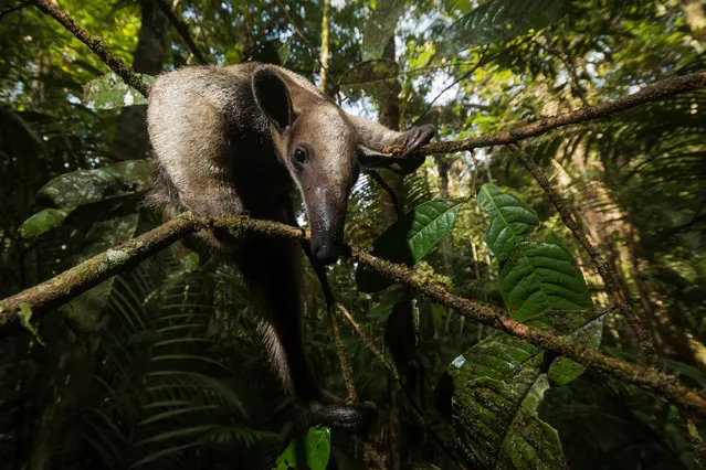Individuals and populations student winner. Limbing in the Tropics, photographed in Manaus, Brazil. While walking in the Amazon rainforest looking for bat roosts to set up mist nets to capture bats for scientific research, a faint and almost imperceptible noise suddenly caught this photographer’s attention. An anteater was climbing with exceptional ability in a tangled mess of branches and lianas. With an unbelievable calmness, the animal watched the photographer at work and seemed to enjoy being the subject of an impromptu photography session in the most biodiverse ecosystem on Earth. (Photo by Adrià López Baucells/University of Lisbon/British Ecological Society)