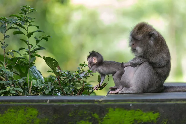 This baby monkey has it's tail pulled by it's mother while stretching to reach some berries on a bush. The curious youngster is only a few months old, but is already giving it's parents the run around. It was sitting with its mother on a pathway of the Sacred Monkey Forest Sanctuary in Ubud, Bali, Indonesia where there are a number of wild monkeys living in the forest and temples at this important hindu site. (Photo by Julia Wimmerlin/Solent News)