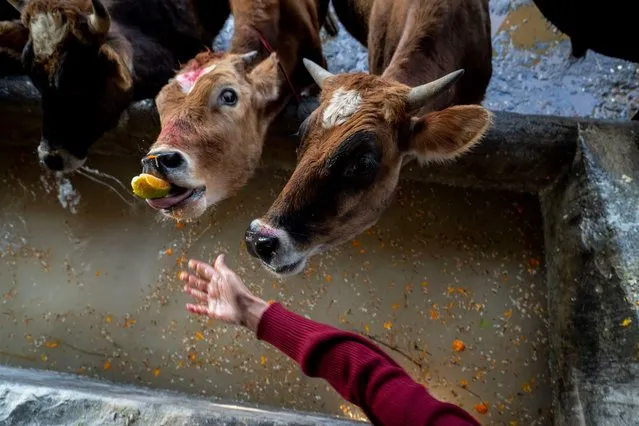 A devotee feeds cows at a center where abandoned cows and bulls are sheltered after worshiping cows during Gai Tihar or cow festival in Kathmandu, Nepal, Monday, November 13, 2023. Cows are considered sacred by Hindus and are worshiped on third day of Tihar festival, one of the most important festivals of Nepalese people. (Photo by Niranjan Shrestha/AP Photo)