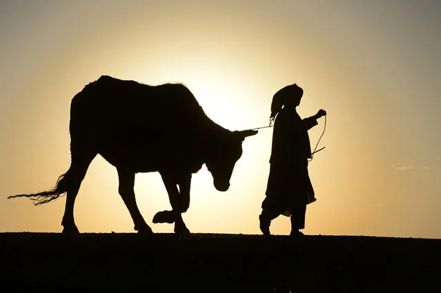 In this photograph taken on January 27, 2016 an Afghan man walks with his cow during sunset in Herat. (Photo by Aref Karimi/AFP Photo)