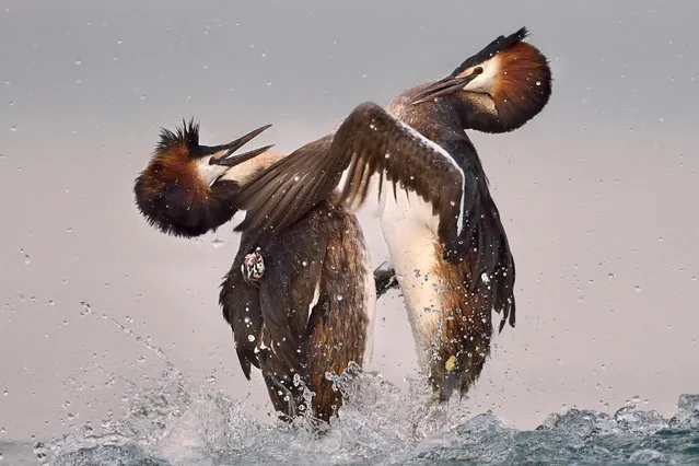 Valter Bernardeschi, Italy. Shortlisted, Open Competition, Nature and Wild Life. A great crested grebe female defends her babies from attack by a big male. This happens on Garda Lake (Italy) during the breeding time. (Photo by Valter Bernardeschi/Sony World Photography Awards)