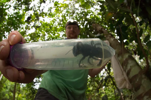 This undated handout picture provided by Global Wildlife Conservation on February 21, 2019, shows entomologist and bee expert Eli Wyman with the first rediscovered individual of Wallace’s giant bee (Megachile pluto) in the Indonesian islands of the North Moluccas. The world's largest bee – roughly the size of a human thumb – has been rediscovered in a remote part of Indonesia in its first sighting in nearly 40 years, researchers said on February 21, 2019. (Photo by Clay Bolt/AFP Photo/Global Wildlife Conservatio)