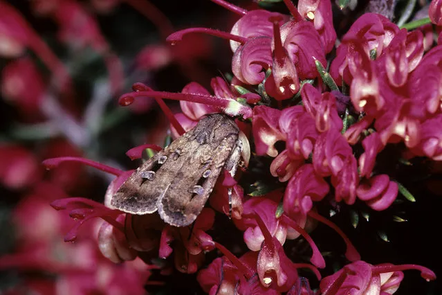 A Bogong moth feeds during its spring migration in Australian Capital Territory. (Photo by Auscape International/Alamy Stock Photo)