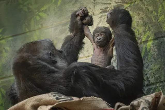 A January 17, 2024 handout picture released by London Zoo on January 18, 2024 shows western lowland gorilla Mjukuu holding her newly born baby gorilla, at London Zoo in London. A critically endangered western lowland gorilla was born at London Zoo on Wednesday morning after a speedy 17-minute labour, the zoo said. Western lowland gorillas, which inhabit dense and largely remote rainforests in west and central Africa, are classified as critically endangered, with a high risk of becoming extinct. (Photo by Jonathan Kemeys/Zoological Society of London (ZSL) via AFP Photo)
