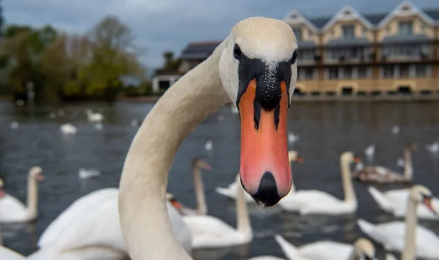 The flock of swans on the River Thames in Windsor, UK were very hungry as they scrabbled to get scraps of bread from locals feeding them on October 27, 2021. Fortunately there are at least 20 new cygnets on this stretch of the River Thames. (Photo by Maureen McLean/Rex Features/Shutterstock)