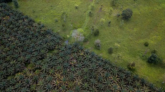 Palm oil crops and deforestation in the Ecuadorian Choco forest (Esmeraldas, Ecuador). South America has the highest rate of deforestation globally, and Ecuador is ranked number two on the continent, just after Brazil. Deforestation is the largest and most serious biodiversity and conservation problem in South America. (Photo by Lucas Bustamante/naturepl.com/LDY Agency)