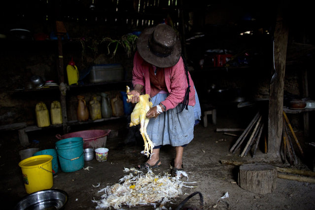 In this March 15, 2015 photo, Rufina Galvez plucks a chicken in preparation for a special dinner to mark the second anniversary of her son's death, in La Mar, province of Ayacucho, Peru. Yuri, a cocaine backpacker, always checked in by phone she said. So when he didn't call after a March 2013 smuggling trip, his mother turned to reading coca leaves to try to divine his fate, tossing them on her skirt as is customary. “The leaves fell spine-up, a bad sign”, she said. (Photo by Rodrigo Abd/AP Photo)