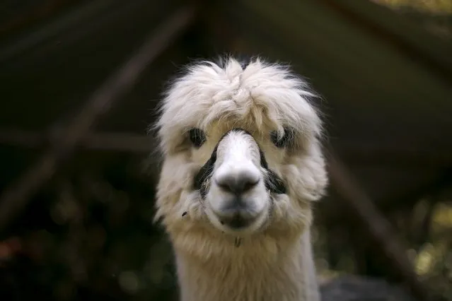 An alpaca of Lisa Vella-Gatt, 46, is pictured at her farm near Benfeita, Portugal May 11, 2015. (Photo by Rafael Marchante/Reuters)