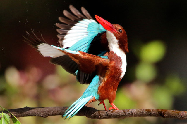 A white-throated kingfisher (Halcyon smyrnensis) sits over a tree in a field in Lahore, Pakistan, 26 March 2021. The most familiar Kingfisher species can be observed perched on branches or walls while on the lookout for grubs, insects and even fish in streams or garden ponds. (Photo by Rahat Dar/EPA/EFE)
