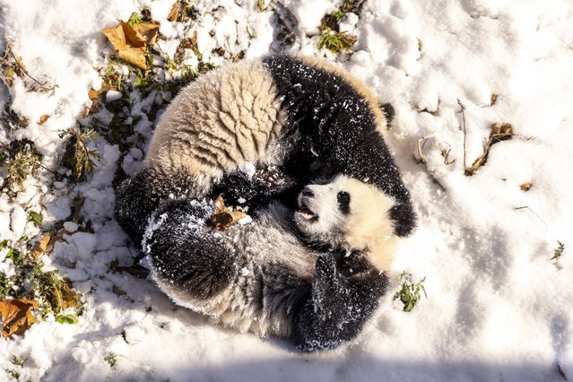 Giant pandas play in the snow at the Shenshuping Base of China Conservation and Research Center for the Giant Panda on January 13, 2022 in Aba Tibetan and Qiang Autonomous Prefecture, Sichuan Province of China. (Photo by Chen Xianlin/VCG via Getty Images)