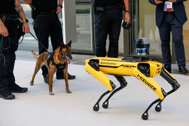 A police dog from the RAID french national police unit specialized in the search of explosives inspects a Boston dynamics dog robot in the CMA CGM Tangram innovation and formation campus, in Marseille, France, 08 May 2024, ahead of a visit by the French President. (Photo by Ludovic Marin/EPA/EFE)