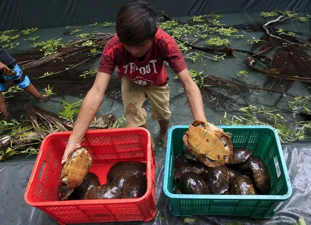 A worker places endangered Philippine forest turtles inside baskets before a veterinarian from a non-government organization attends to them inside a farm in Puerto Princesa city, Palawan, west Philippines June 25, 2015. Philippine authorities recovered more than 4,000 critically endangered turtles at a warehouse in Palawan Island, believed to be bound for China and the illegal pet trade, animal conservation group Katala Foundation said on June 25, 2015. (Photo by Romeo Ranoco/Reuters)
