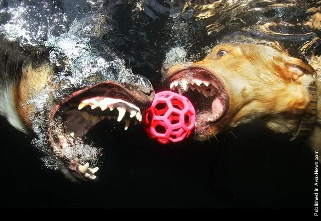 Seth Casteel – Underwater Dog Photographer