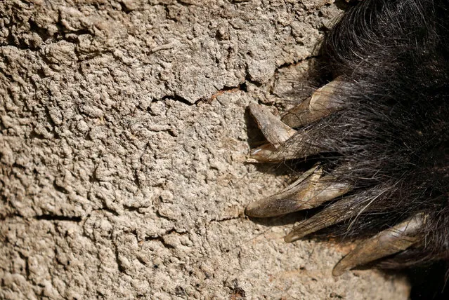 Claws of a sloth bear that was forced to perform on the streets at Siraha District and was rescued by nonprofit organisation Sneha's Care are pictured in Lalitpur, Nepal on October 24, 2019. According to founder of Sneha's Care Sneha Shrestha, the sloth bear, a species listed as vulnerable on the International Union for Conservation of Nature's (IUCN) red list, will temporarily be sent to Nepal's Central Zoo as they try to relocate the bear to the Wildlife SOS Bear Sanctuary in India. (Photo by Navesh Chitrakar/Reuters)
