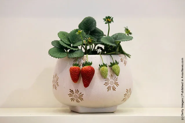 A new variety of strawberry is exhibited at the 7th International Strawberry Symposium in Beijing