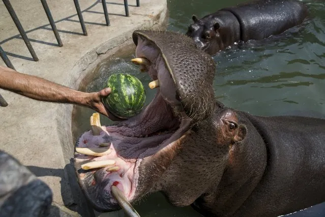 A zookeeper feeds a hippopotamus with a watermelon in its enclosure in Belgrade's zoo, Serbia, July 20, 2015. (Photo by Marko Djurica/Reuters)